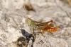 Stenobothrus nigromaculatus nigromaculatus